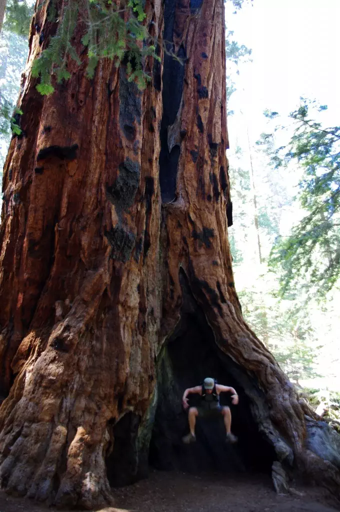 Sequoia NF (CC awesomatik.com)