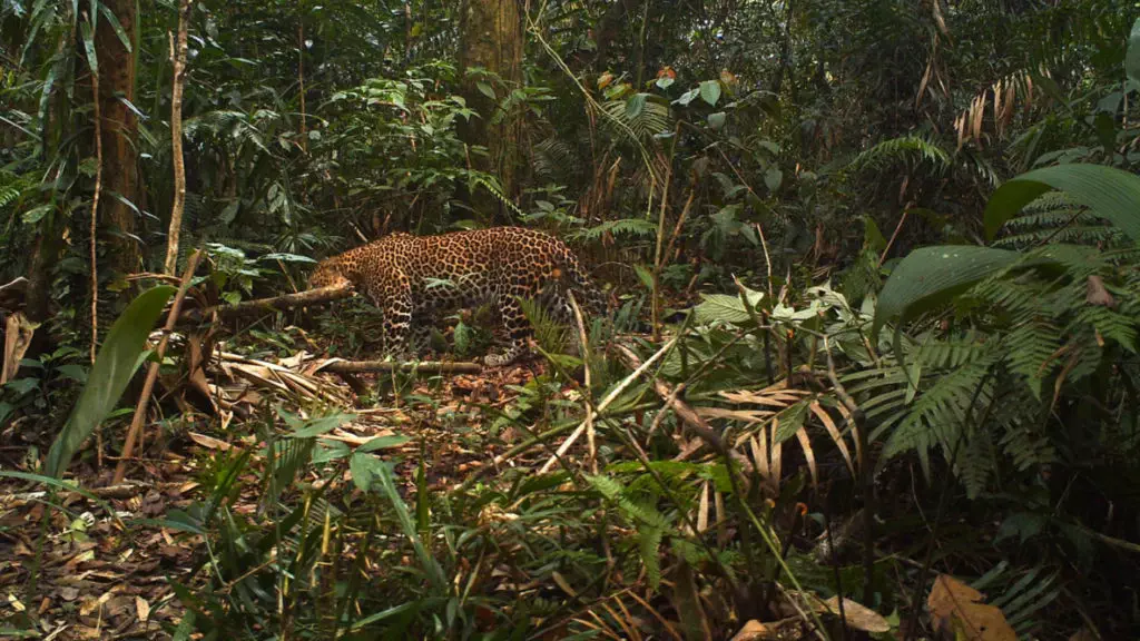 Javan Leopard Screenshot