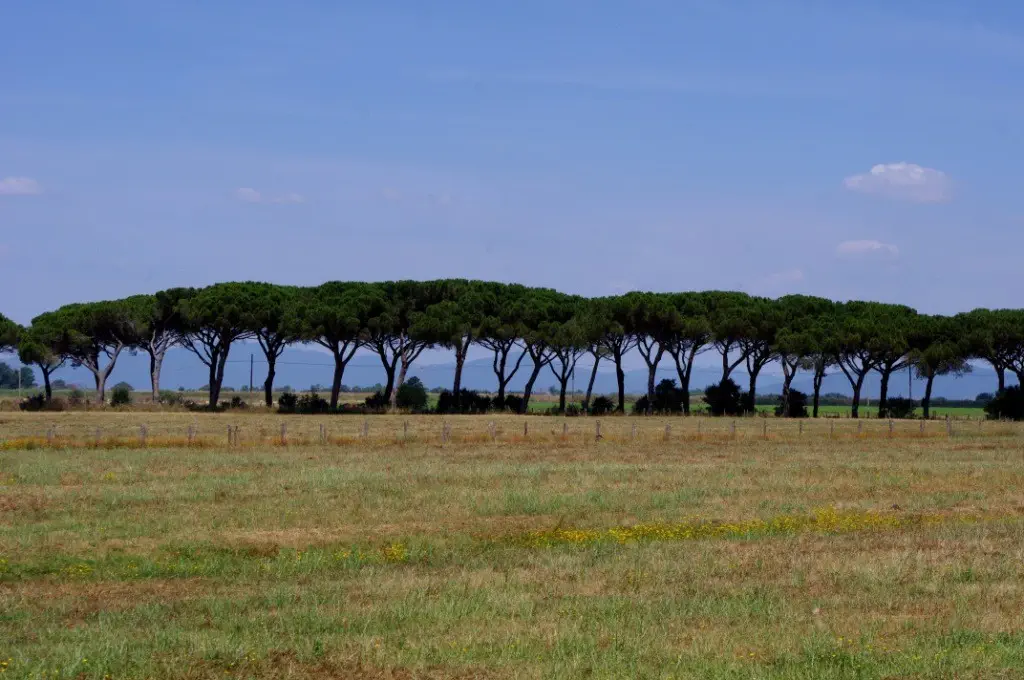 Maremma (CC awesomatik.com)