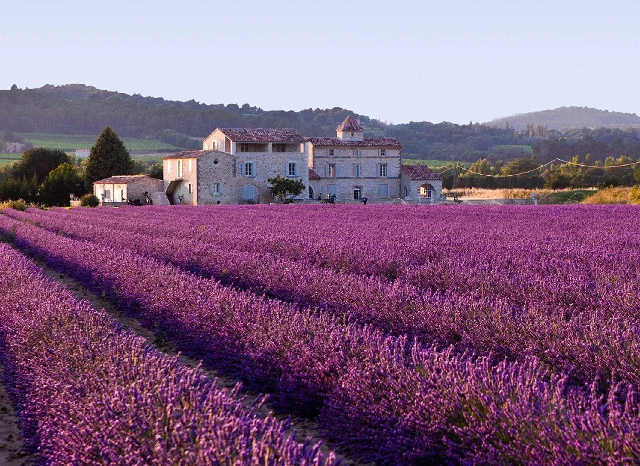 lavender-field-616440_1280