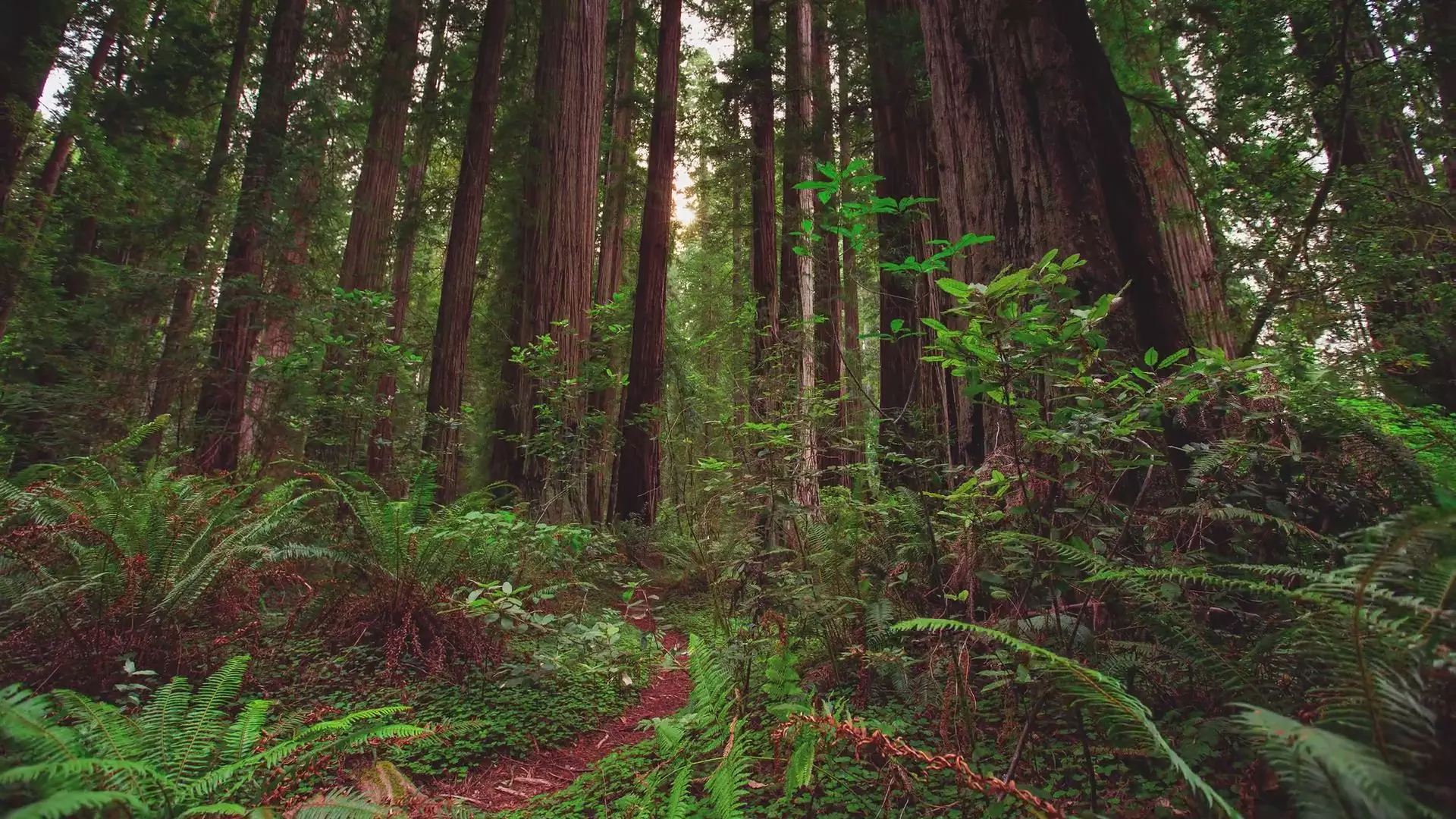 Mtjp Redwoods