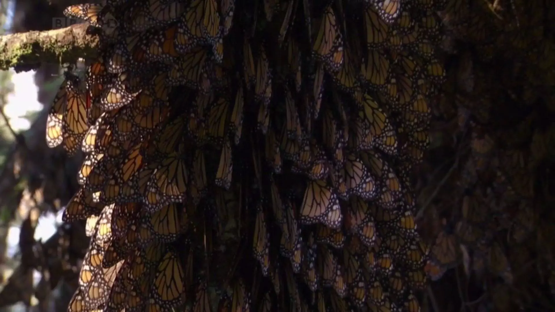 Monarch Butterfly BBC Screencap3